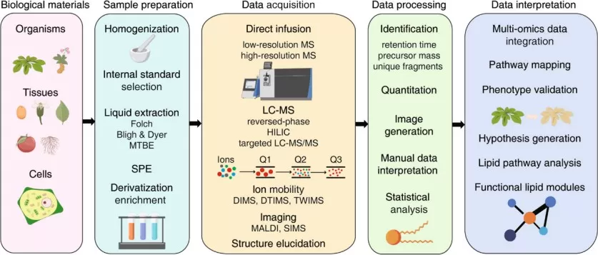 The lipidomics workflow